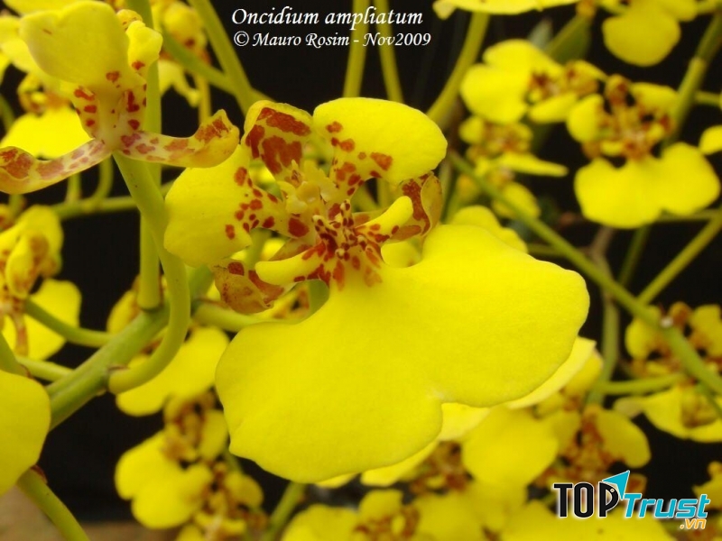 Lan Vũ Nữ thường trổ hoa vào dịp xuân hè.