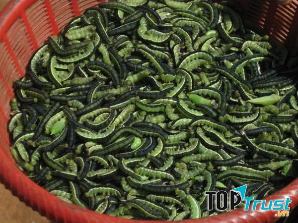 Những con sâu béo bở là món ngon hấp dẫn tại một làng ở Tây Nguyên