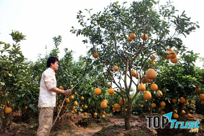 Làng bưởi Phú Diễn