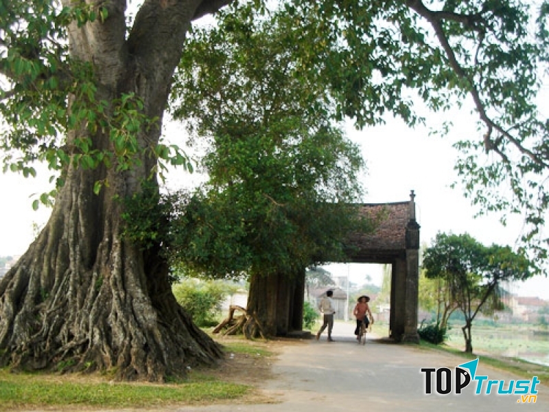 Cây đa tại làng cổ Đường Lâm
