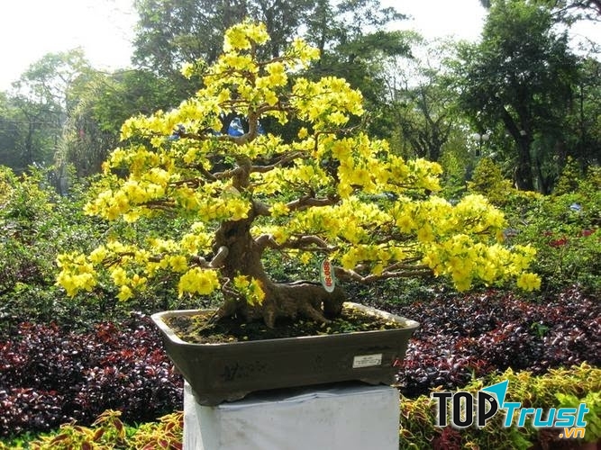Hoa mai mới là loài hoa chủ đạo của vùng đất Cái Mơn