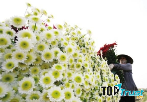 Người dân đất Cảng trồng hoa với cả mồ hôi và tấm lòng