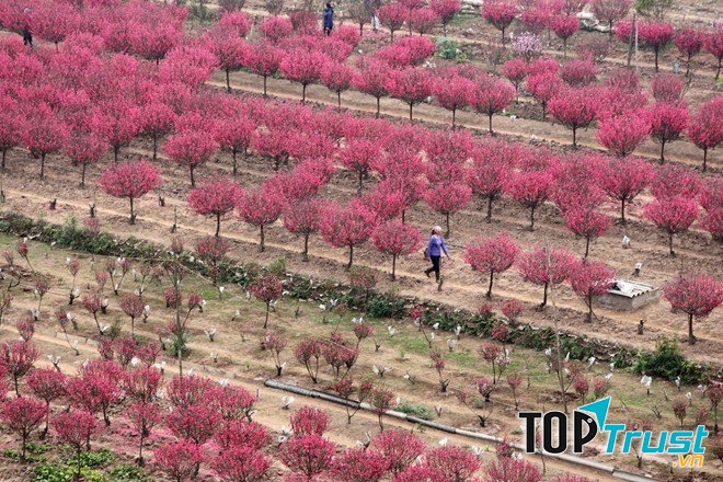 Hàng trăm gốc đào Nhật Tân đua nhau khoe sắc sớm