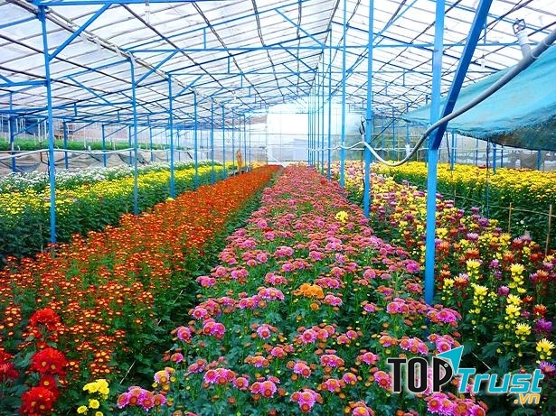 Quy mô cùng kĩ thuật trồng hoa ở đây được người dân chú trọng