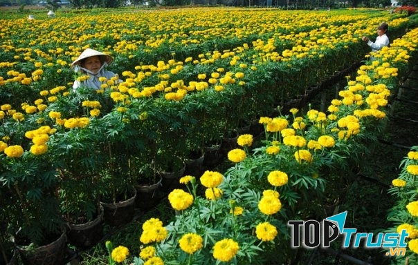Mùa cúc vạn thọ tại làng hoa Hà Đông