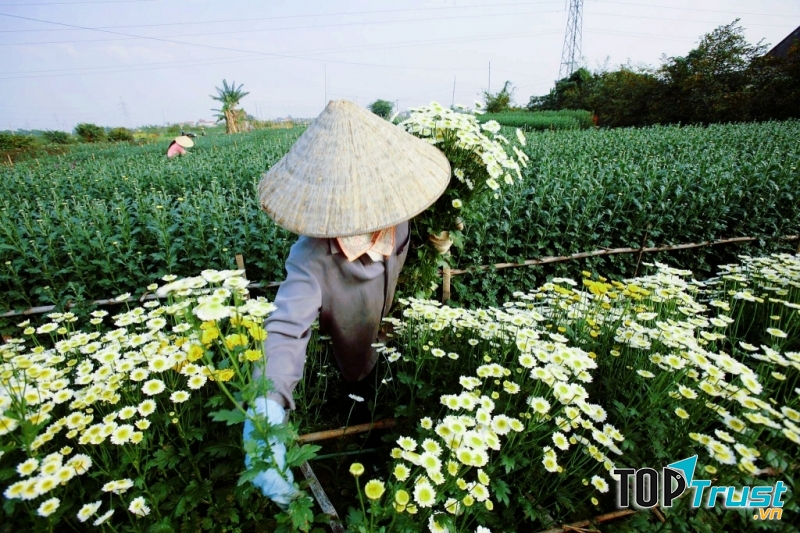 Làng hoa Hạ Lũng là một trong 10 vườn hoa nổi tiếng nhất Việt Nam.