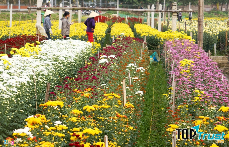 Làng hoa Cẩm Hà