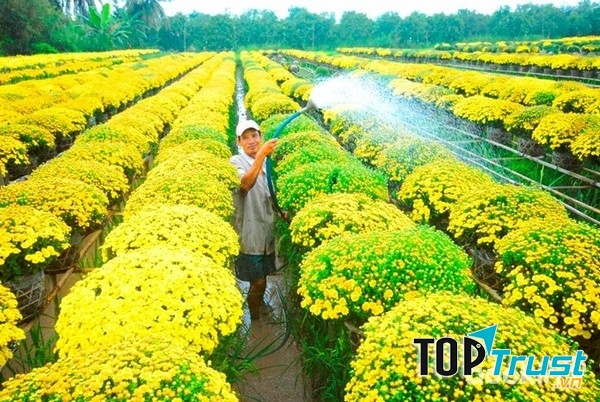 Làng hoa kiểng thành phố hoa Sa Đéc