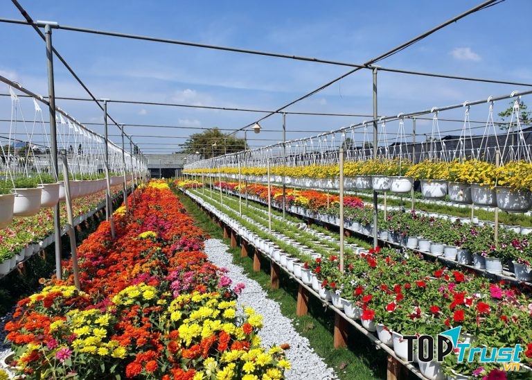 Đây là vựa hoa kiểng lớn nhất vùng đồng bằng sông Cửu Long