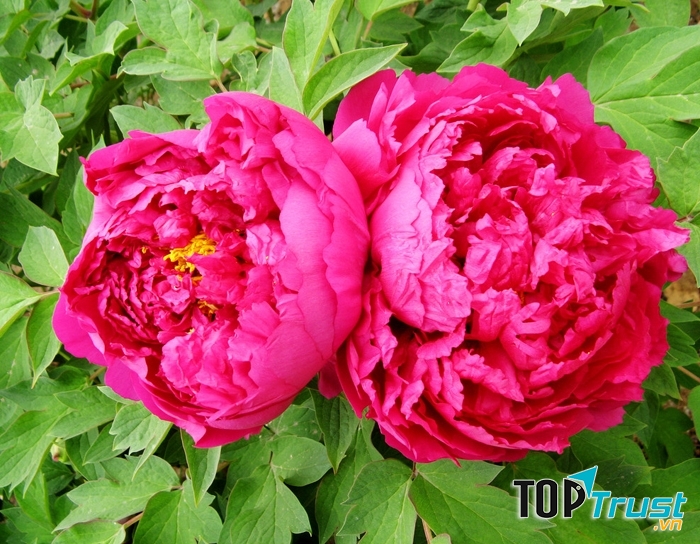 Mẫu đơn kép, đặc sản của làng hoa Kim Chung