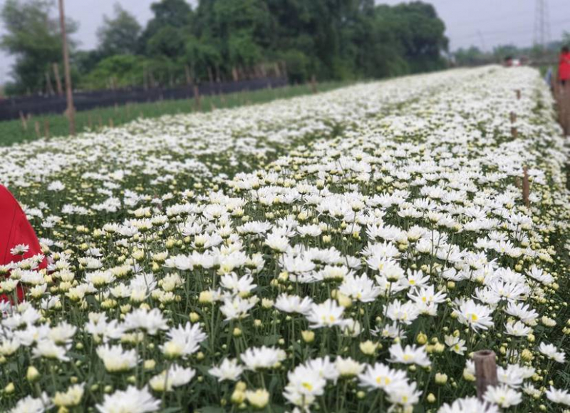 Làng hoa Liên Mạc