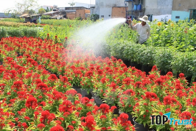 Làng hoa Liên Mạc