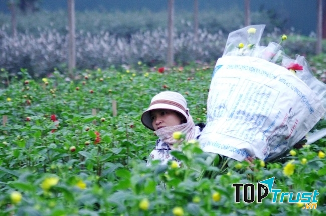 Làng hoa Liên Mạc