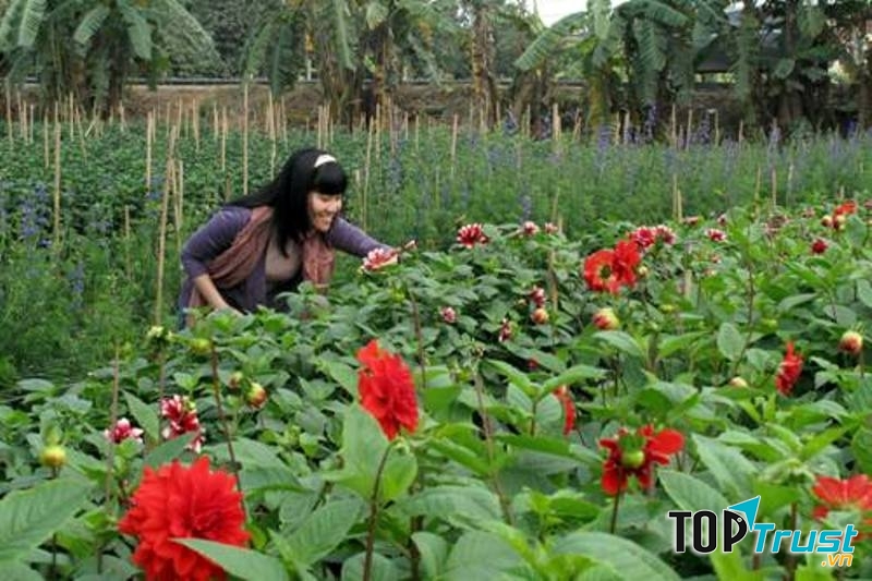 Thược dược là một loài hoa chủ lực ở đây