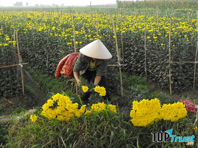Người dân đang chăm sóc vườn hoa cúc