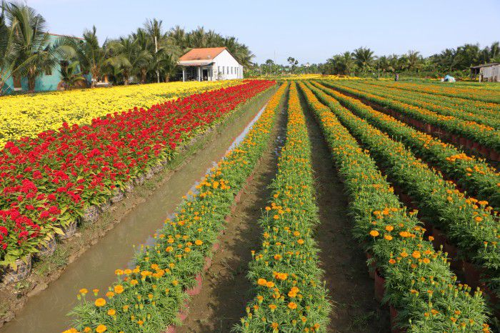 Làng hoa Mỹ Tho