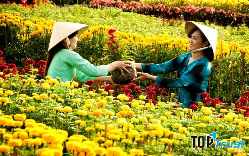 Những chậu hoa vạn thọ đang khoe sắc
