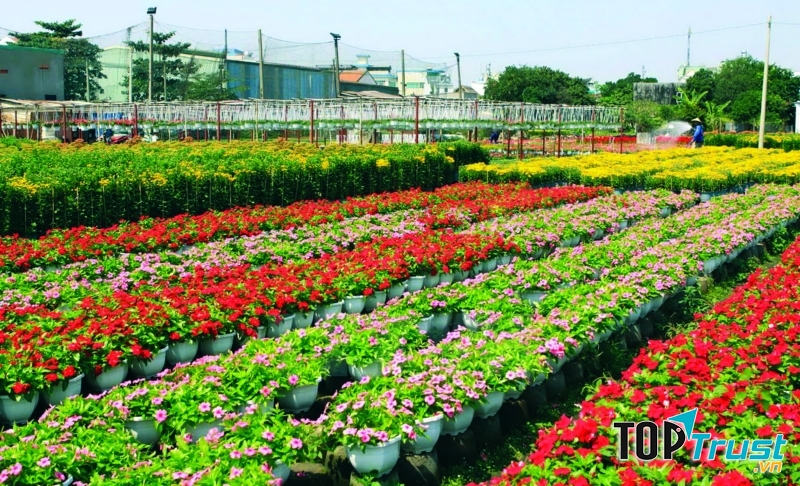Những luống hoa đỏ rực