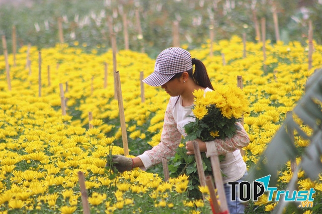 Cánh đồng hoa cúc nở rộ tại làng hoa Nghi Tàm