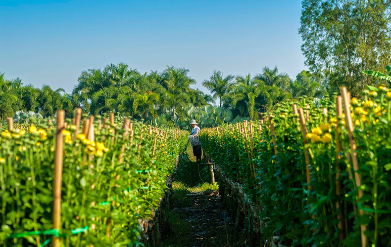 Làng hoa Nghi Tàm