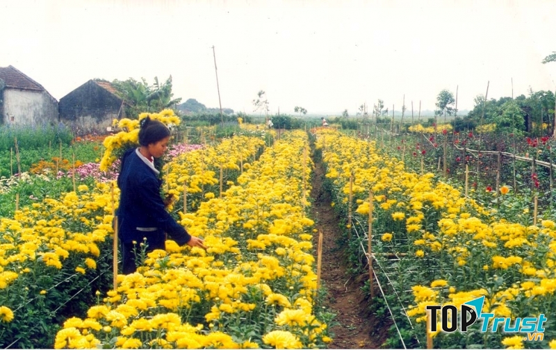 làng hoa Ngọc Hà