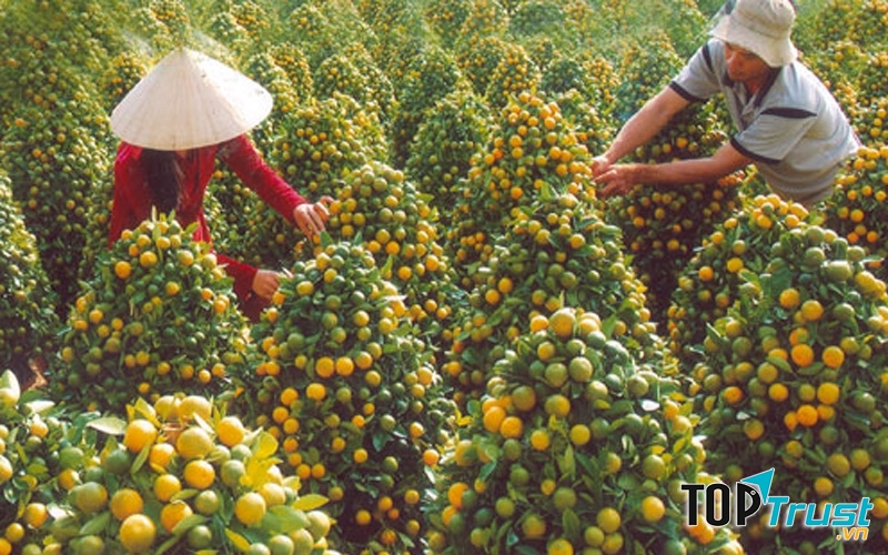 Chậu kiểng tắc ngày Tết của làng hoa kiểng Cái Mơn