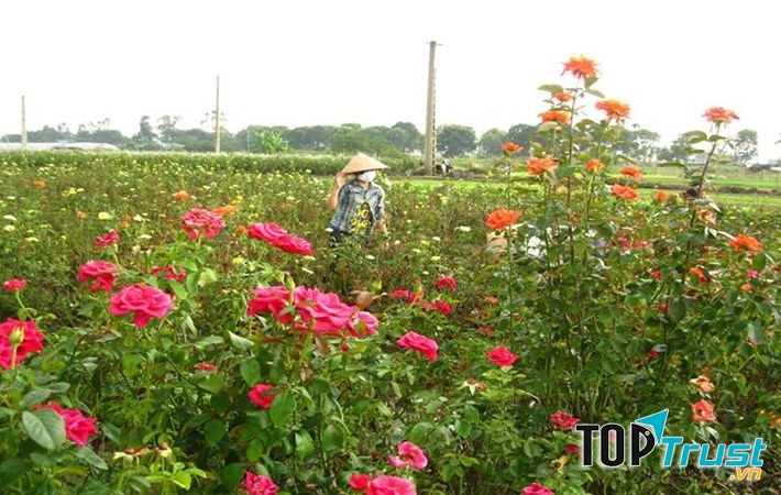 Sắc hoa hồng tại làng hoa Ngọc Hà