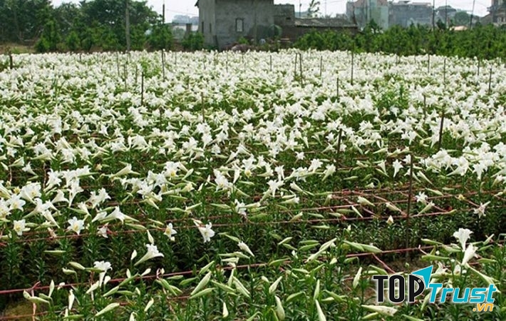 Màu hoa loa kèn trắng muốt