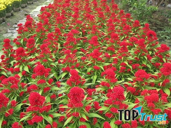 Làng hoa Phụng Công