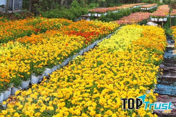 Dịp xuân về, làng hoa Sa Đéc lại tràn đầy sức sống