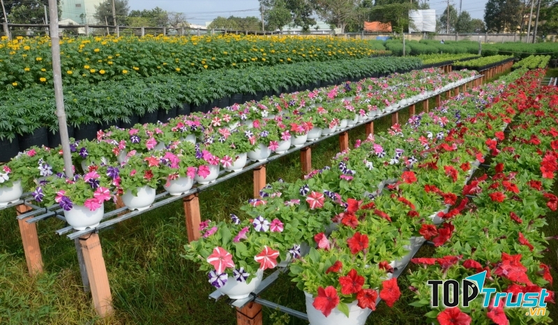 Làng hoa Tân Quy Đông trồng nhiều loại hoa đẹp mắt
