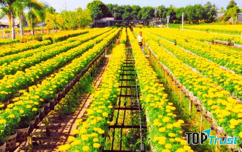 Làng hoa Tây Tựu