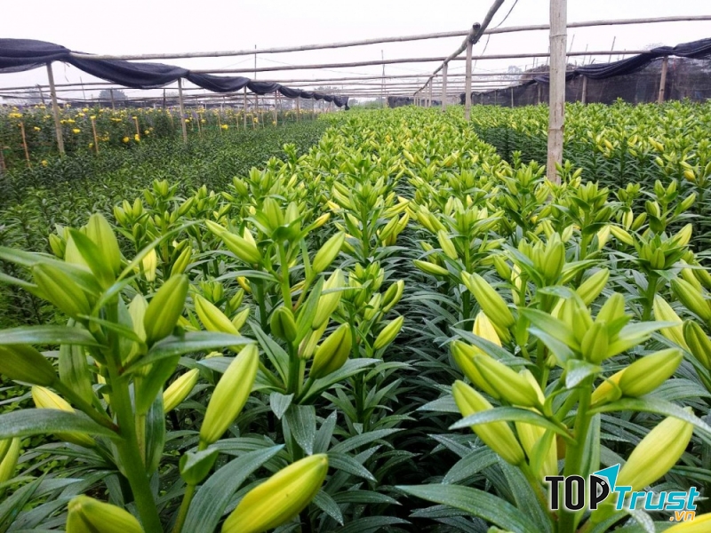 Vườn hoa ly ở làng hoa Tây Tựu