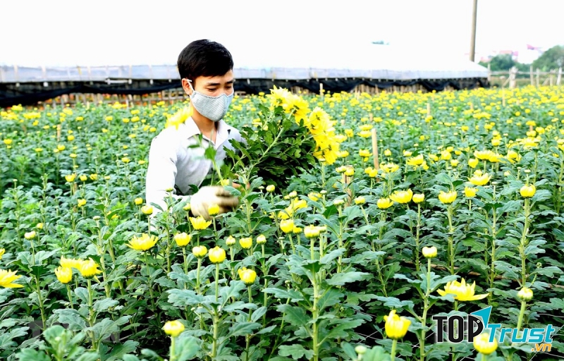 Làng hoa Tây tự tất bật trước Tết