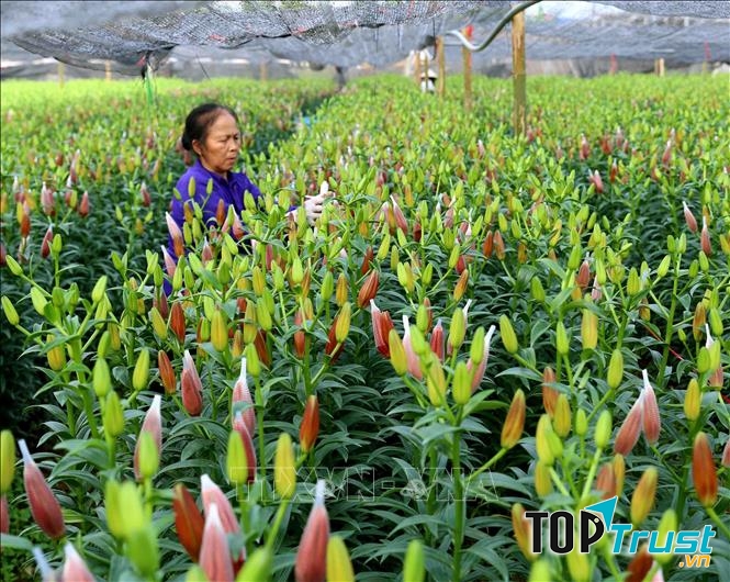 Làng hoa Tây Tựu hối hả đón xuân