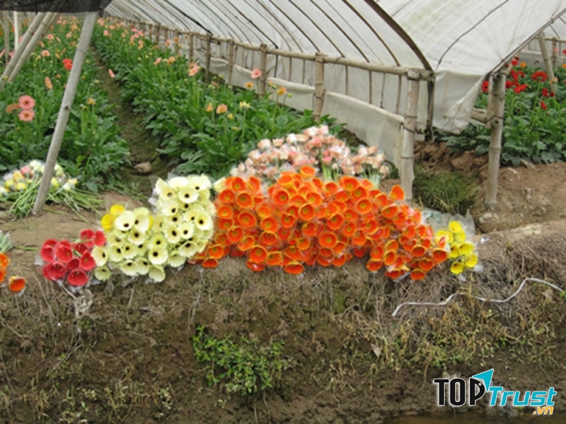 Làng hoa Tây Tựu