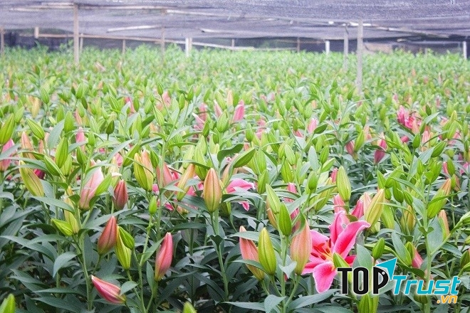 Những vườn ly bung nở trong làng hoa Tây Tựu