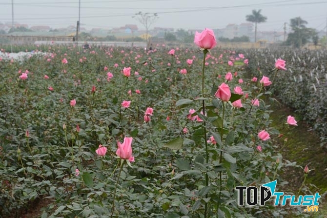 Vườn hồng đẹp mơ màng trong sớm mai