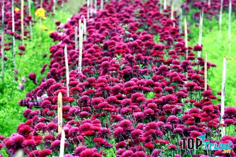 Làng hoa Tây Tựu có từ lâu đời và đây là nghề làm ăn đưa lại thu nhập ổn định cho người dân.