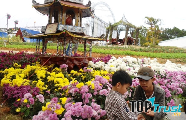 Mùa hoa cúc tại bình dị tại làng hoa Thái Phiên