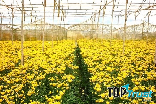 Sắc vàng rực rỡ hoa cúc khi vào mùa