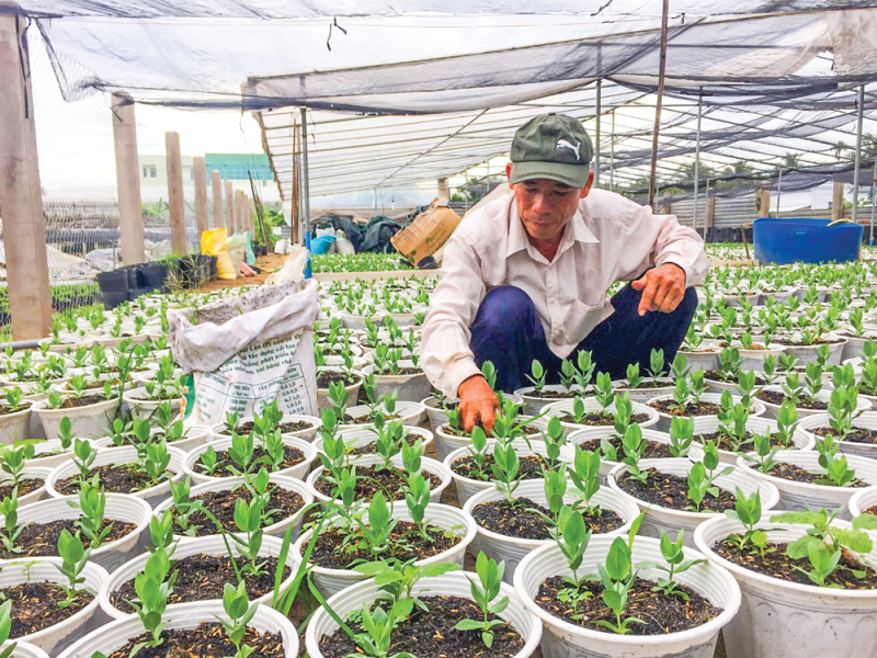 Hoa Thới Nhứt - Cần Thơ