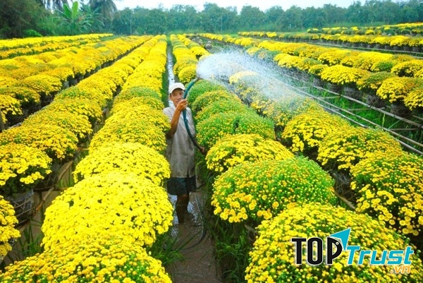 những chậu Cúc mâm xôi khoe sắc chào xuân