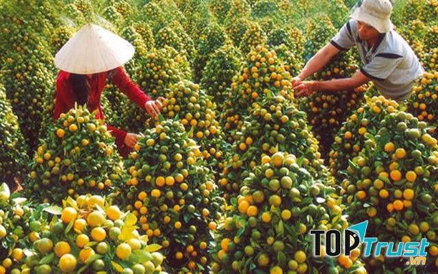 Những chậu Tứ quý chuẩn bị Tết
