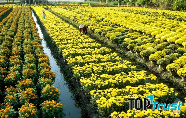 Chăm sóc hoa tết
