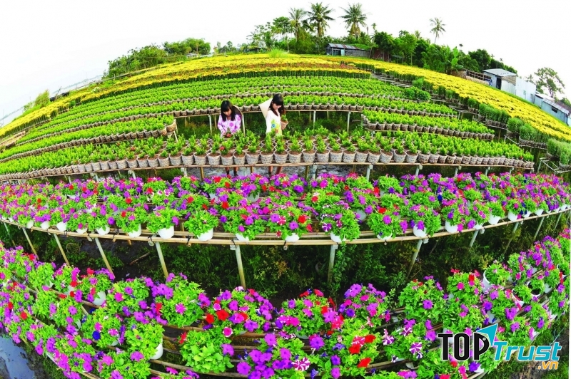 Những giàn hoa tết thẳng tấp