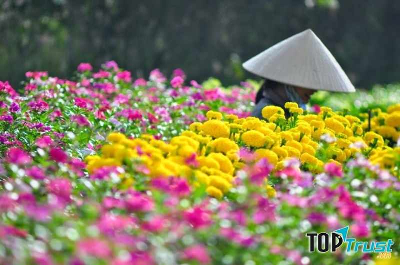 Hoa tết tại làng hoa Thới Nhụt Cần Thơ