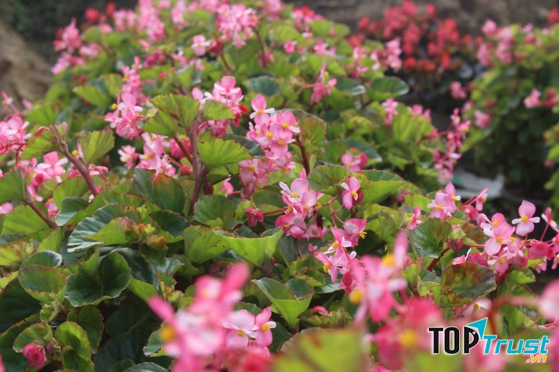 Làng hoa Tứ Liên