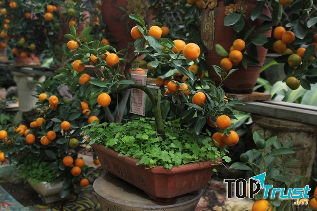 Quất cảnh bonsai một thế mạnh của làng hoa Tứ Liên