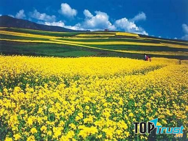 Làng hoa Vạn Thành